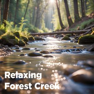 Relaxing Forest Creek