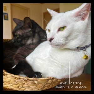 everlasting -even if a dream- (feat. 知声) (English Version)