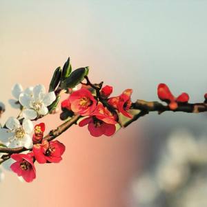 【乔&未】达拉崩吧川菜版