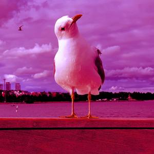 Pretentious Seagull