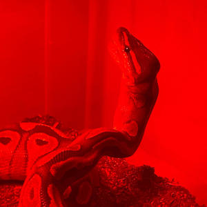 Isolo - Can't Save Ya (prod. Volontay) (Explicit)