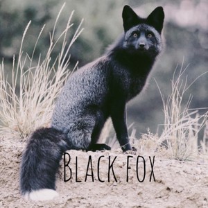 Black Fox