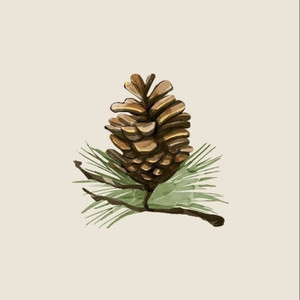 Pine Cone