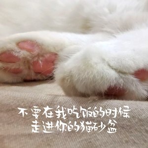 不要在我吃饭的时候走进你的猫砂盆