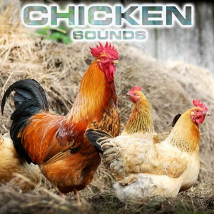 Chicken Sounds(feat. White Noise Ambience, Relaxing Nature Sound, National Geographic Nature Sounds, Soothing Sounds, Soothing Baby Sounds & National Geographic Animal Sounds)