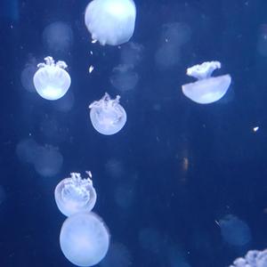 Desvariar (feat. El Perro x hora_bolz)