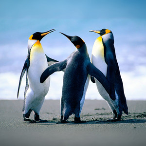 明月天涯 (COVER版)