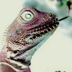 Iguanas (JRodriguezZ) (feat. SayuLoco) (Explicit)