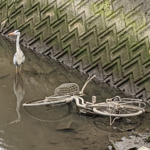 a grey heron and a bicycle in the nagata river