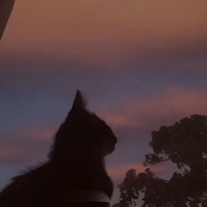 完美嘲讽 (Perfect Sarcasm)