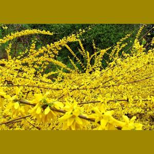 ALIVE Growth - ラダ·キアナ