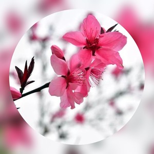 小妹想郎做哪行