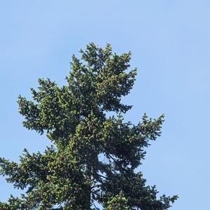 Licht (feat. Giordano)