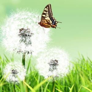 艾浒-一年级的小蜜蜜-变公主的女生-第十五集-给未来的自己-成品-V1-20210206-海里鱼儿