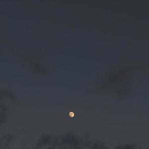 #1 (Àlavie/Àlamort) (feat. FONFON_YZ) (Explicit)