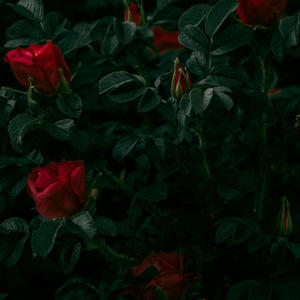 have your cake & eat it! (Explicit)