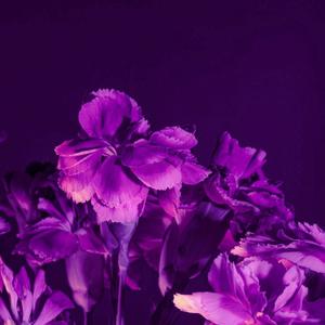 Springfield slowed + reverb (Explicit)