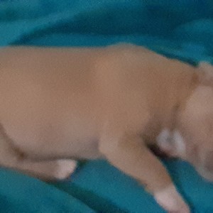 Dream full (feat. flyguynino) (Explicit)