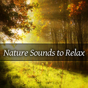 Stress Relief Calm Oasis - Nature Meditation