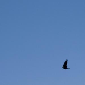 I want to sing your body out L(feat. Béatrice Poulot & Alex Q)