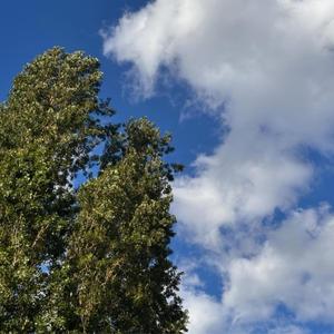 SAVE ME (per tutti gli altri) (feat. Abysso)