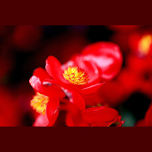 花儿为什么这样红