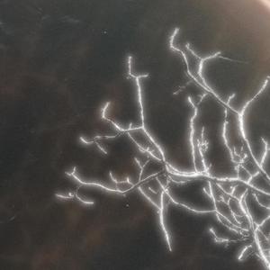 clearcurse - trust fall