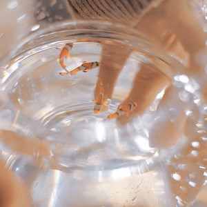 선인장 (仙人掌)