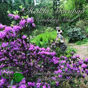 Wandering Mind -Rhododendron dauricum, dahurianalppiruusu (Radio Edit)