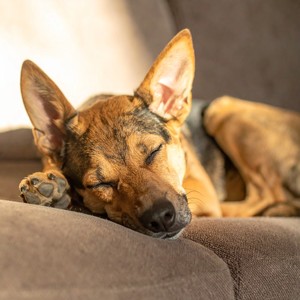 Sonidos De Perros Pacíficos