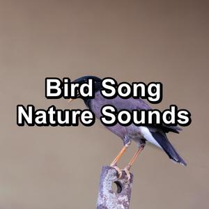 Bird Song Nature Sounds