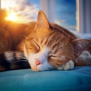 Serenata De Siesta De Gato