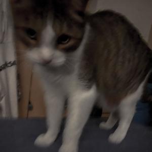 fürechtfürecht (frfr)