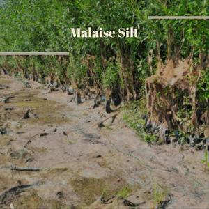 Malaise Silt