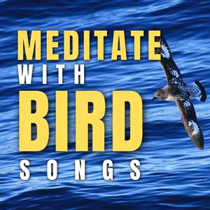 meditate with bird songs