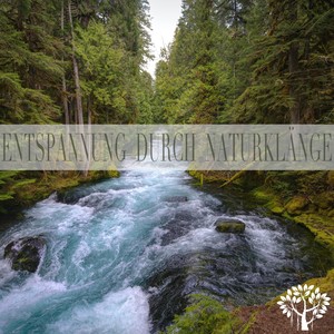 Entspannte Waldspaziergänge