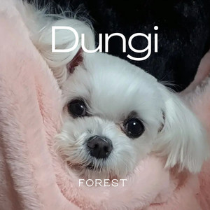 Dungi