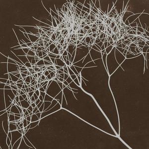 Requiem For Collapse