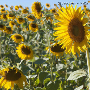 Girasoles <3