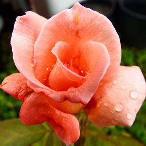 Mamas Flowers (feat. Joey az, KingDavid alegend & Lisa Fine) (Radio Edit)