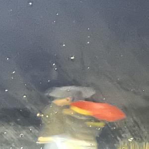 faults (Dram interpolation) (Explicit)