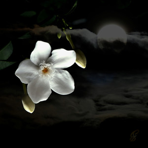 Silent Love - Intimate (Production Music)