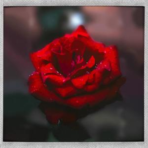 The Rose