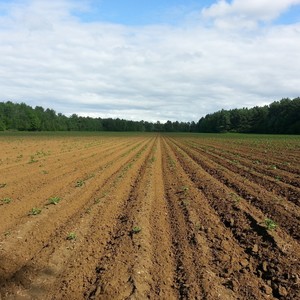 A Semente Caiu em Terra Boa e Deu Fruto