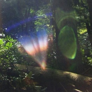 Vines - I saw your face today