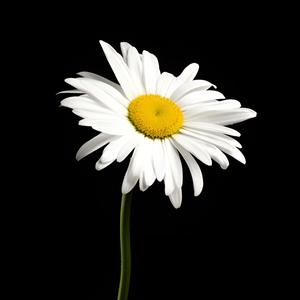 colors (feat. NERONOIR) (Explicit)