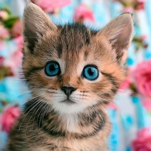 Patitas De Terciopelo, Sonido De Terciopelo