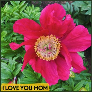 Josh Levine - I Love You Mom