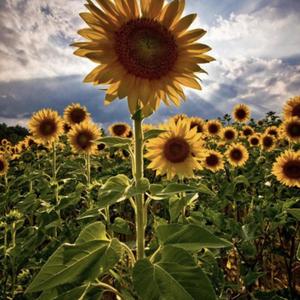 Sunflowers (feat. Scientific Eve of Da Bartenderz) [Explicit]