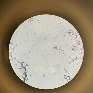 Our love is gone, My Dear (feat. Diz) (Explicit)